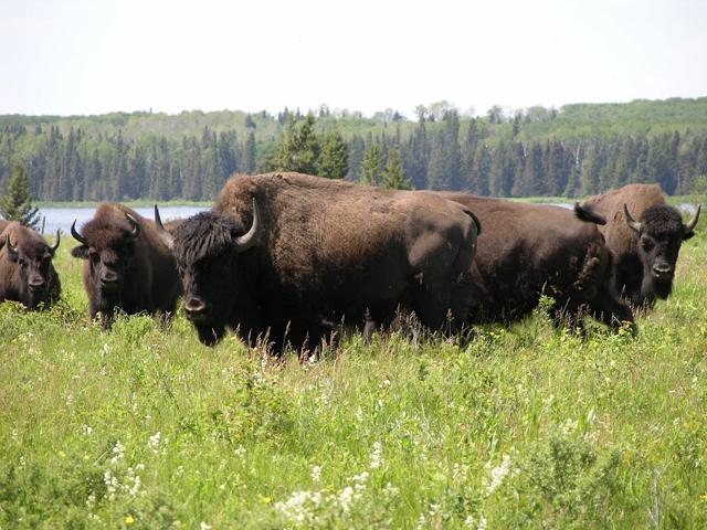 Riding Mountain National Park